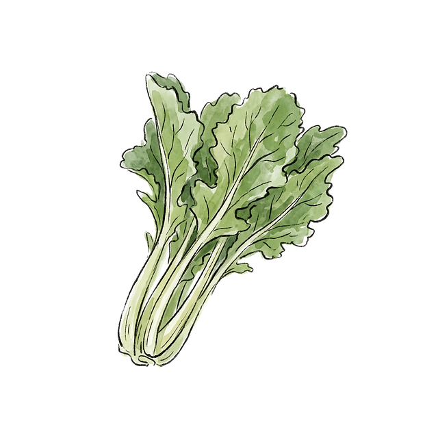 Free leafy vegetable chard watercolor illustration