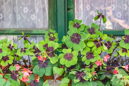 Oxalis, Šťovík Záhadný, Čtyřlístek