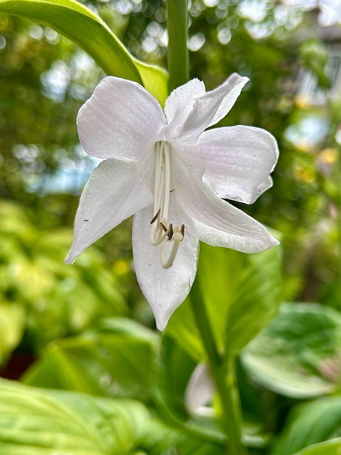 Free Flowers Hosta photo and picture