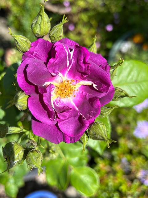 Free Rose Purple photo and picture