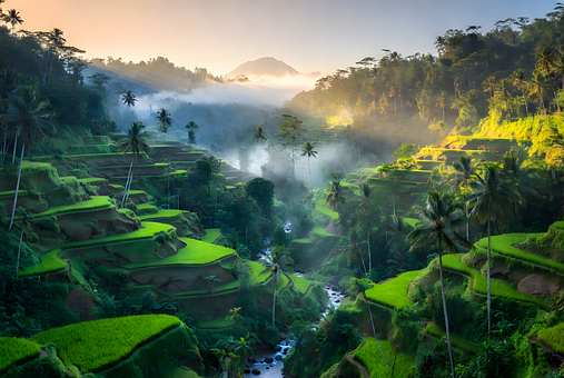 Ris Terrasser, Indonesien