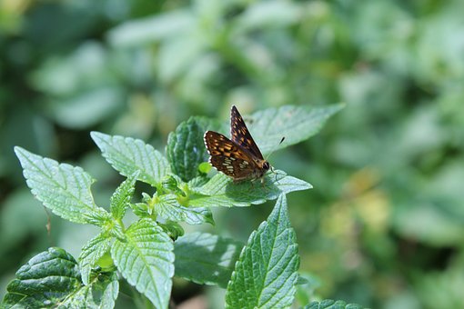 Vlinder, Insect, Natuur, Groen, Bladeren