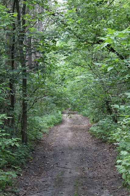 Bos, Pad, Natuur, Bomen, Zomer, Bladeren