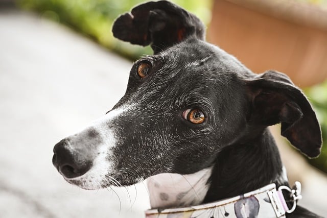 Free Dog Greyhound photo and picture