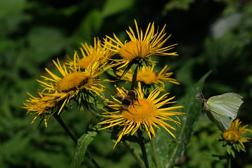 Blume, Biene, Schmetterling, Bestäubung