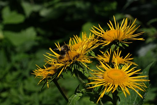 Biene, Blume, Gelb, Bestäubung, Makro