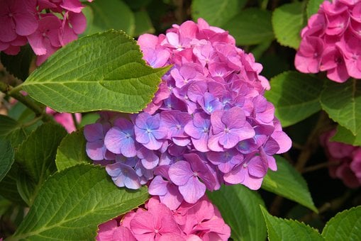 Hortensie, Natur, Pflanze, Blume