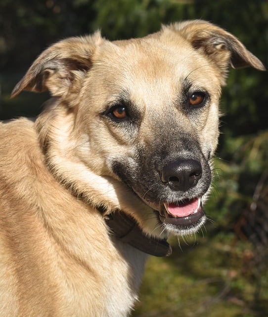 Perro, Perro Marrón, Animal