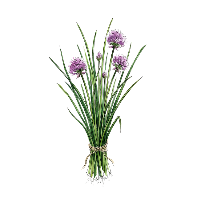 Free chives herb bundle purple flowers illustration