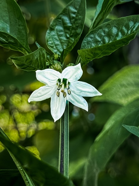 Free Chilli Flower photo and picture