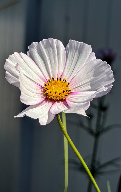 Free Nature Flower photo and picture
