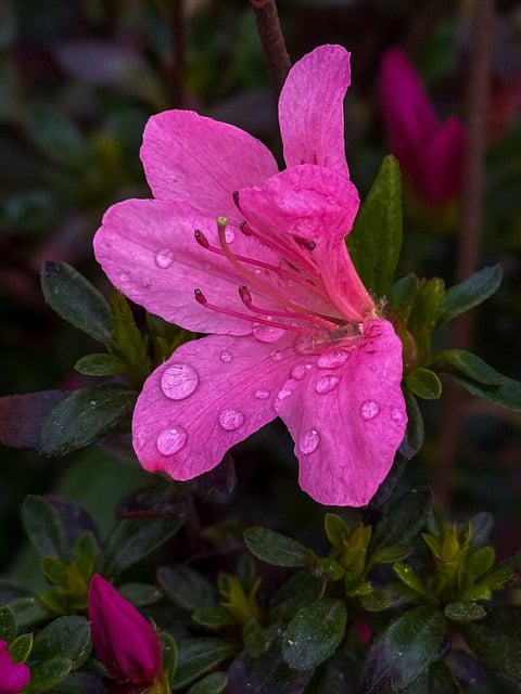 Free Flower Azalea photo and picture