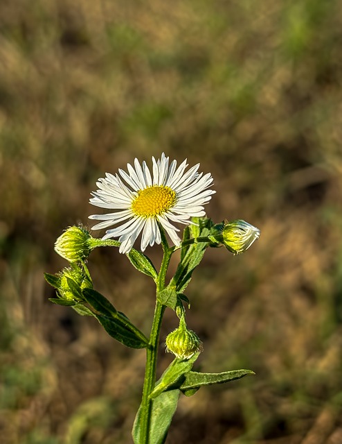 Free Flower Wildflower photo and picture
