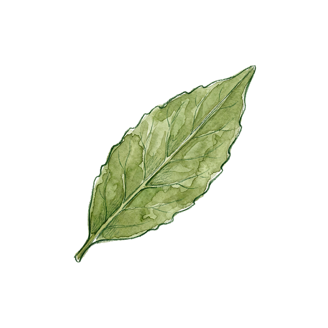 Free bay leaf herb watercolor illustration