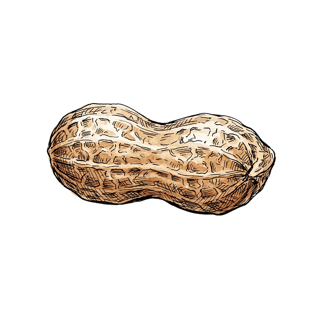 Free peanut shell nut illustration