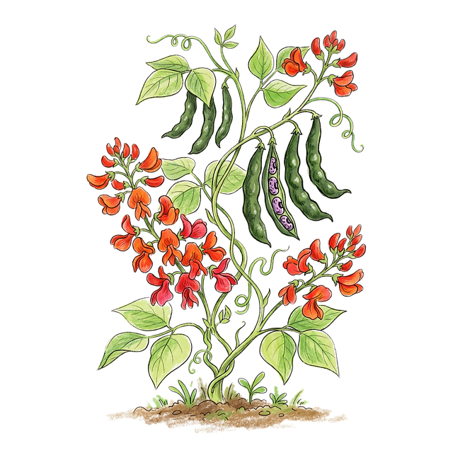 Free bean red flowers plant illustration illustration