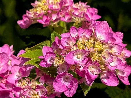 Free Flower Hydrangea photo and picture