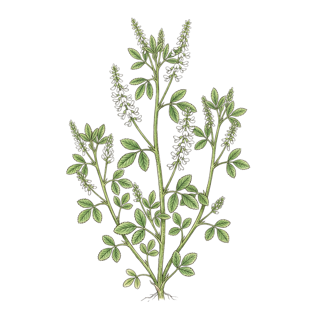 Free plant trifoliate leaves flower clusters illustration
