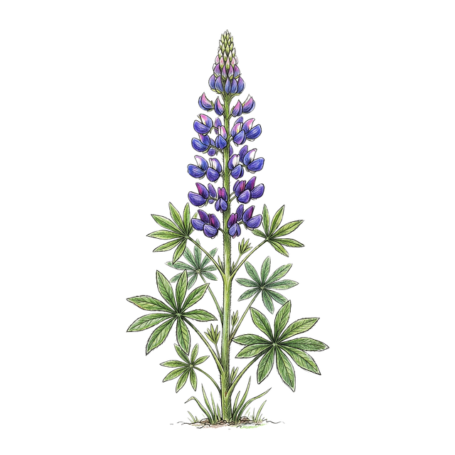 Free lupine plant flower spike illustration