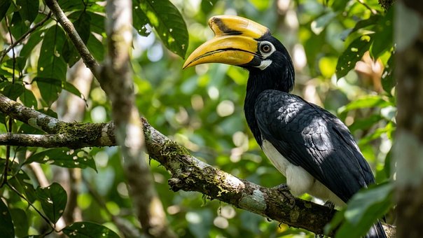 Free Sulawesi Hornbill Nature photo and picture