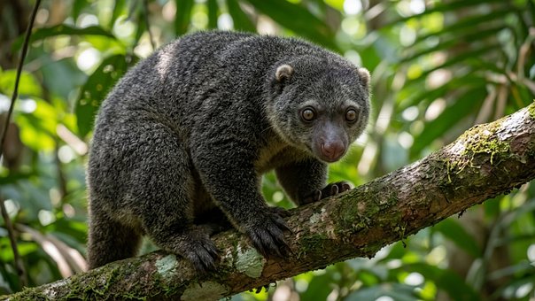 Free Sulawesi Bear Cuscus Marsupial photo and picture