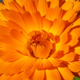 Free Flower Orange photo and picture