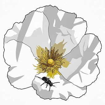 Free Flower Beetle illustration and picture