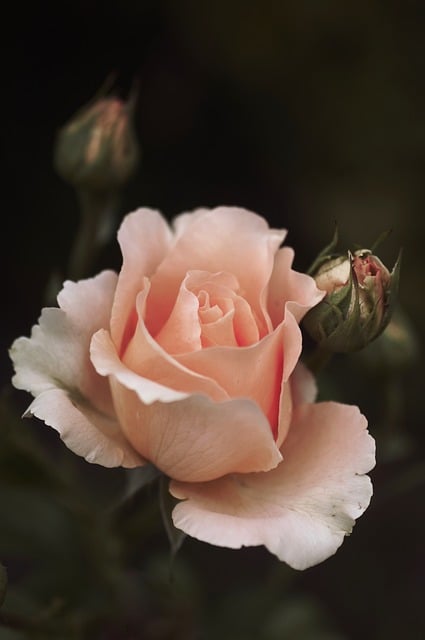 Rose, Blume, Knospe, Blütenblätter, Rosa