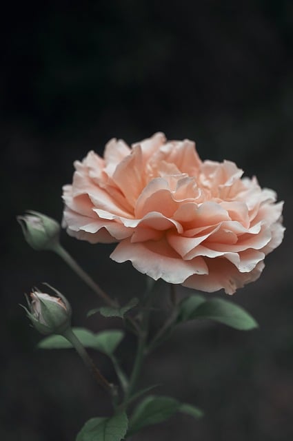 Free Rose Beautiful Flowers photo and picture