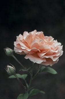 Free Rose Flower photo and picture
