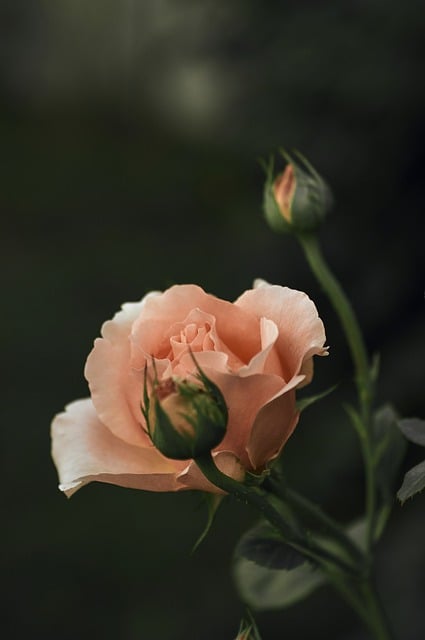 Rose, Blume, Knospe, Rose, Blatt, Rosa
