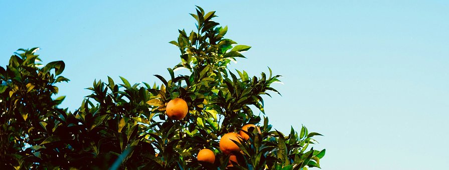 Free Orange Tree photo and picture