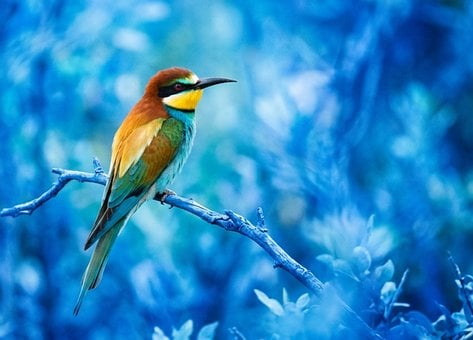Free Bird Bee-Eater photo and picture