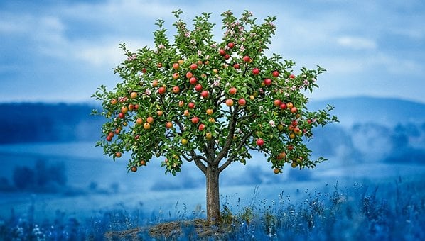 Free Apple Tree Fruit Tree photo and picture