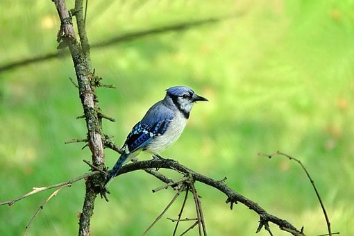 Gaio-Azul, Pássaro, Vida Selvagem, Penas