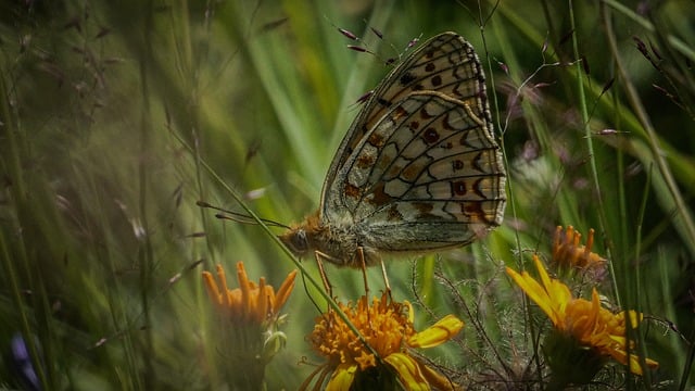 Schmetterling, Natur, Wiese, Wildblumen