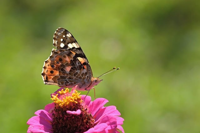 Free Butterfly Flower photo and picture