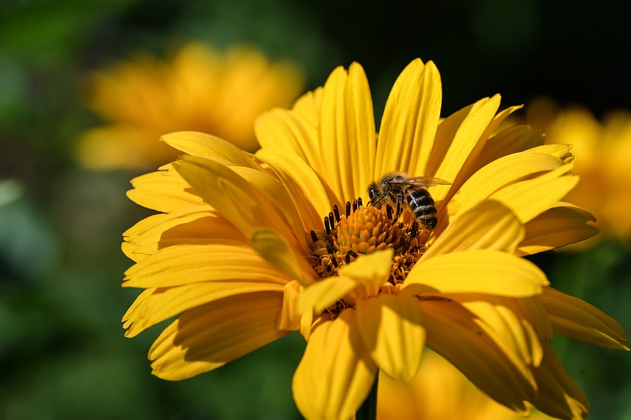 Ape su un fiore