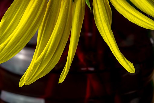Free Yellow Petals Macro Photography photo and picture