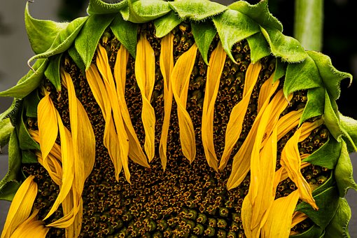 Free Sunflower Wilting photo and picture