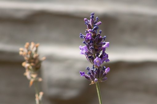 Lavendel, Paarse Kleur, Bloem, Natuur