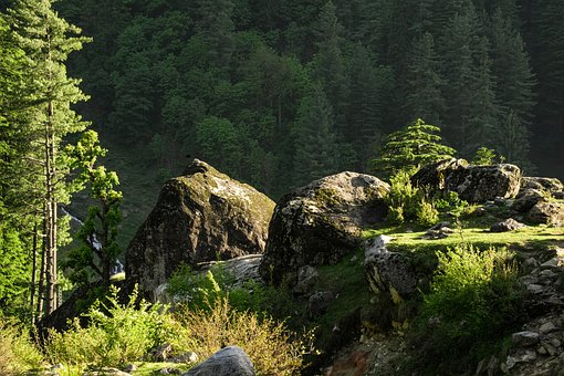 Natur, Skog, Trær, Furutrær, Stein
