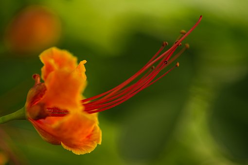 Blomst, Natur, Makro, Detalj, Stamen