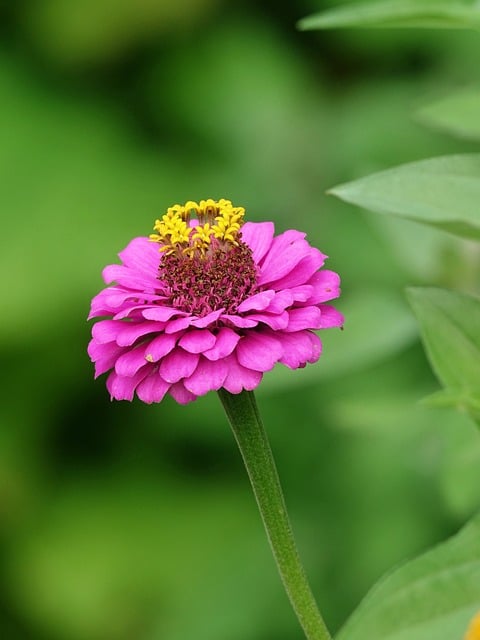 Zínia, Flor, Jardim, Florescer