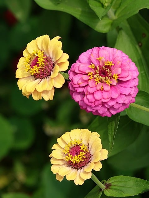 Zínia, Flor, Jardim, Floração, Pétalas