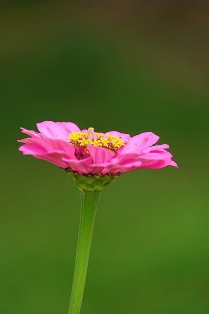 Flor, Zinnia, Verão, Jardim, Natureza