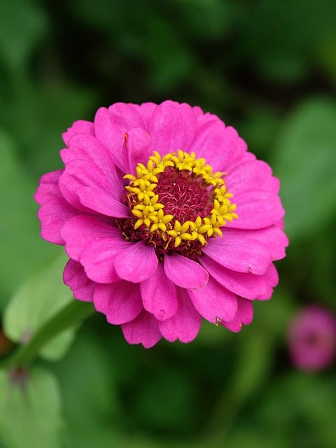 Zinnia, Flor, Jardim, Florescer, Pétalas