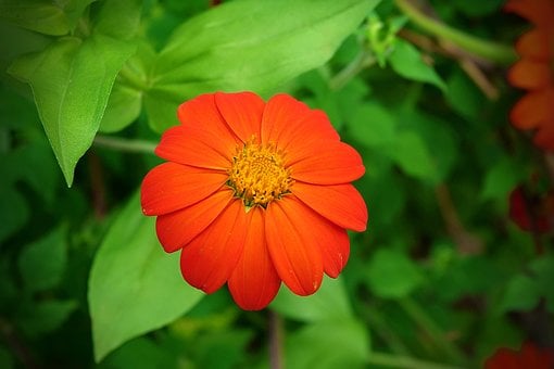 Girassol Mexicano, Flor, Jardim