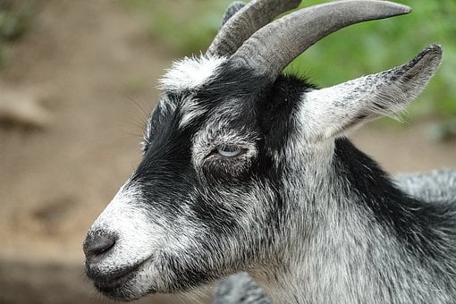 Cabra, Animal, Chifres, Mamífero, Gado