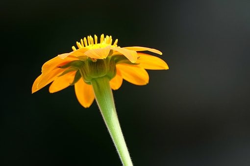 Zínia, Flor, Jardim, Florescer, Pétalas